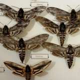 ...ma osserviamo anche la specie Herse convolvuli, della famiglia Sphindigiae. Si tratta di grosse farfalle notturne dal colore bruno- grigiastro, chiamate cos� perch� le larve si sviluppano sulle piante di convolvolo